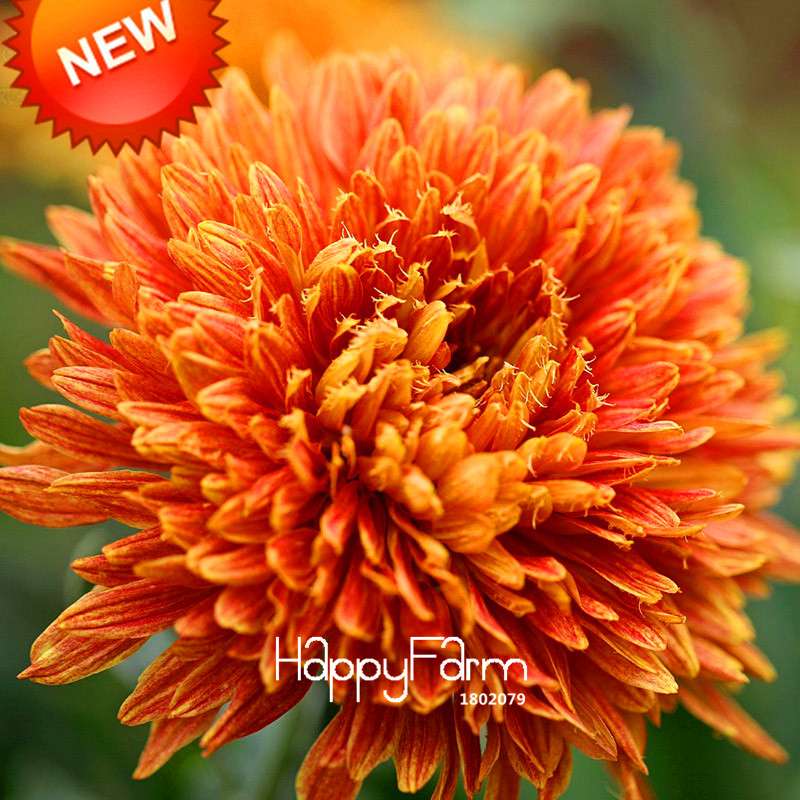 Orange Chrysanthemum Fireworks Flower Seeds - Bonsai Balcony Garden, Fast Shipping USA