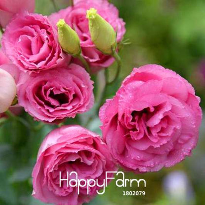 7 Color Lisianthus Seeds - Perennial Flowering Plants for Pots, Gardens | Eustoma Seeds