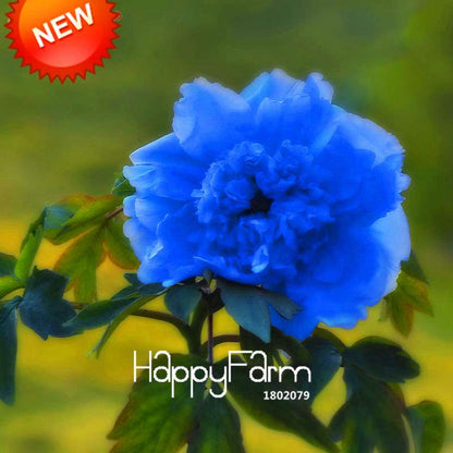 Rare Purple Blue Peony Seeds for Planting - Exotic Chinese Flower Seeds