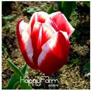 Hydroponic Tulip Bonsai Seeds - Grow Blooming Indoor Flowers, Not Bulbs