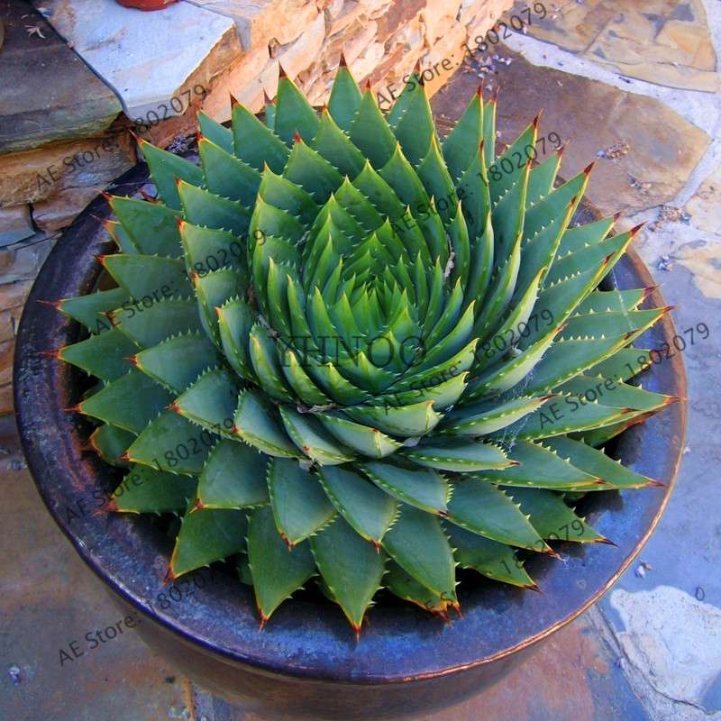 Succulent Seeds Kit - Aloe Vera, Edible Beauty Plants, Bonsai & Perennial Flowers for Home Garden
