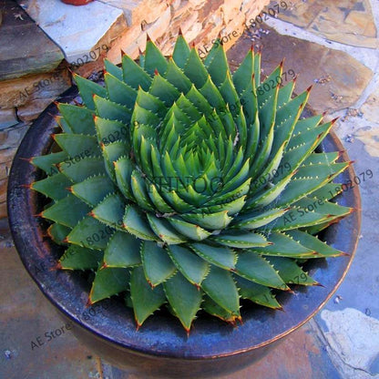 Succulent Seeds Kit - Aloe Vera, Edible Beauty Plants, Bonsai & Perennial Flowers for Home Garden