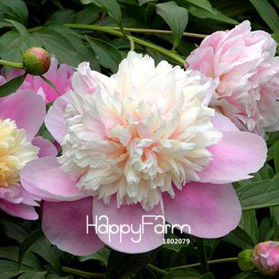Purple & White Peony Seeds - for Home Garden, Bonsai & Potted Flowers | Premium Blooming Plant Seeds