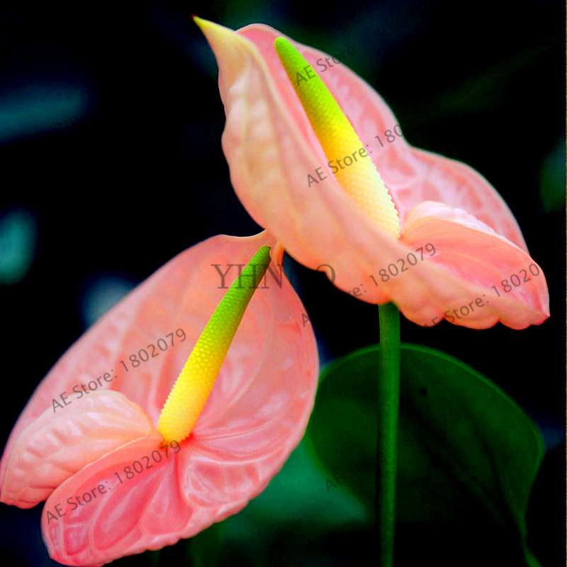 Anthurium Seeds - Colorful Bonsai Flower Seeds for Home Garden, Balcony DIY Planting (Andraeanum)