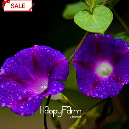 Purple Morning Glory Seeds - Vibrant Chinese Ipomoea Nil Flowers for Garden