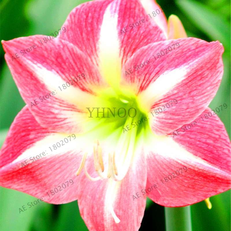 Vibrant Amaryllis Flower Seeds - High Germination, Easy to Grow, Hippeastrum Rutilum