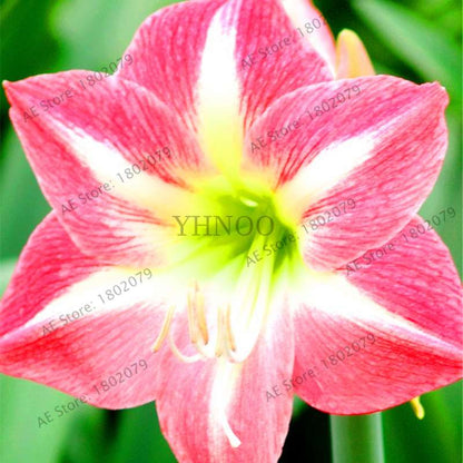 Vibrant Amaryllis Flower Seeds - High Germination, Easy to Grow, Hippeastrum Rutilum