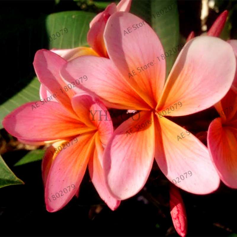 Mixed Color Frangipani Plumeria Seeds - Perennial Bonsai Plant for Home & Garden Planting