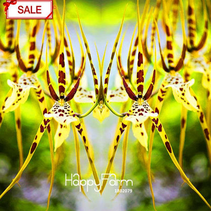 Rare Yellow Octopus Orchid Seeds - for Home Garden Planting | Exotic Flowering Plants