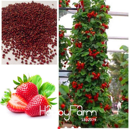Non-GMO Climbing Strawberry Seeds - Sweet Red Everest Fruit, Edible & Easy to Grow (100% Natural)