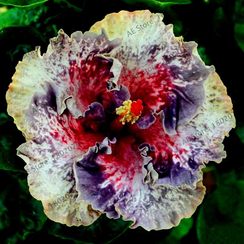 24-Color Giant Dinnerplate Hibiscus Seeds - Perennial Flower for Home, Bonsai & Garden Planting