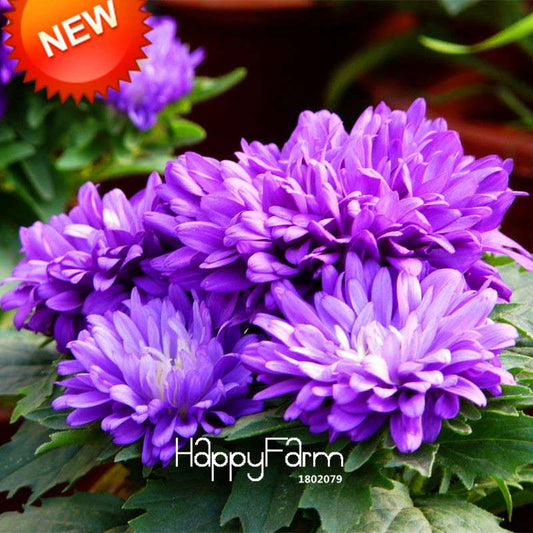 Purple Chrysanthemum Seeds - Balcony Potted Bonsai Flowers, Easy-Grow Aster Plant Seeds for Home Garden