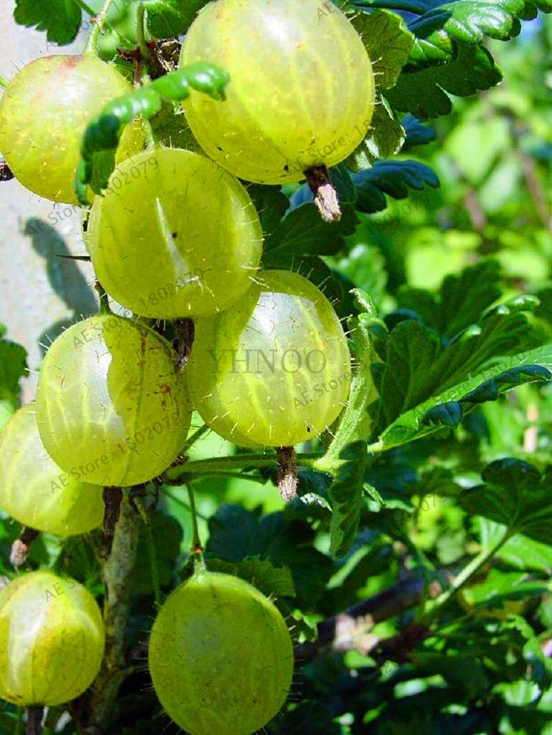 Organic Gooseberry Seeds - Fresh, Nutrient-Rich Perennial Fruit Seeds for Home Gardening