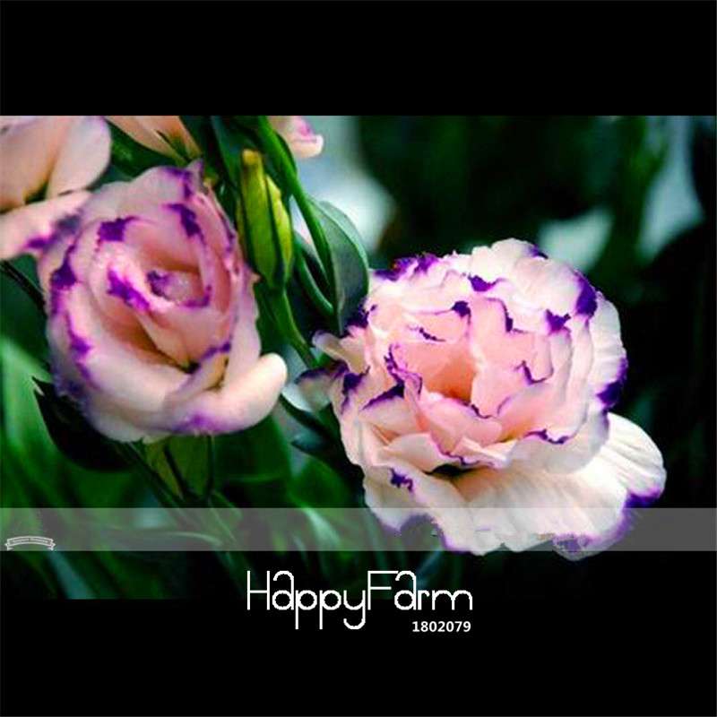 Carnation Seeds - 23 Rare Colors Including Black, Blue & Purple | Dianthus Caryophyllus Pack