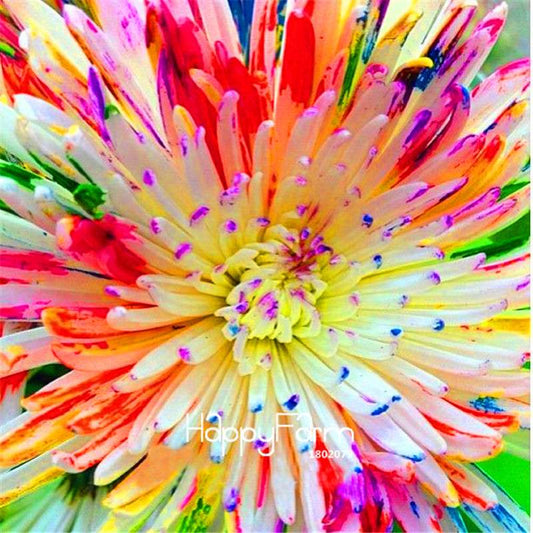 Rainbow Watercolor Chrysanthemum Seeds - Natural DIY Garden Flowers for Planting