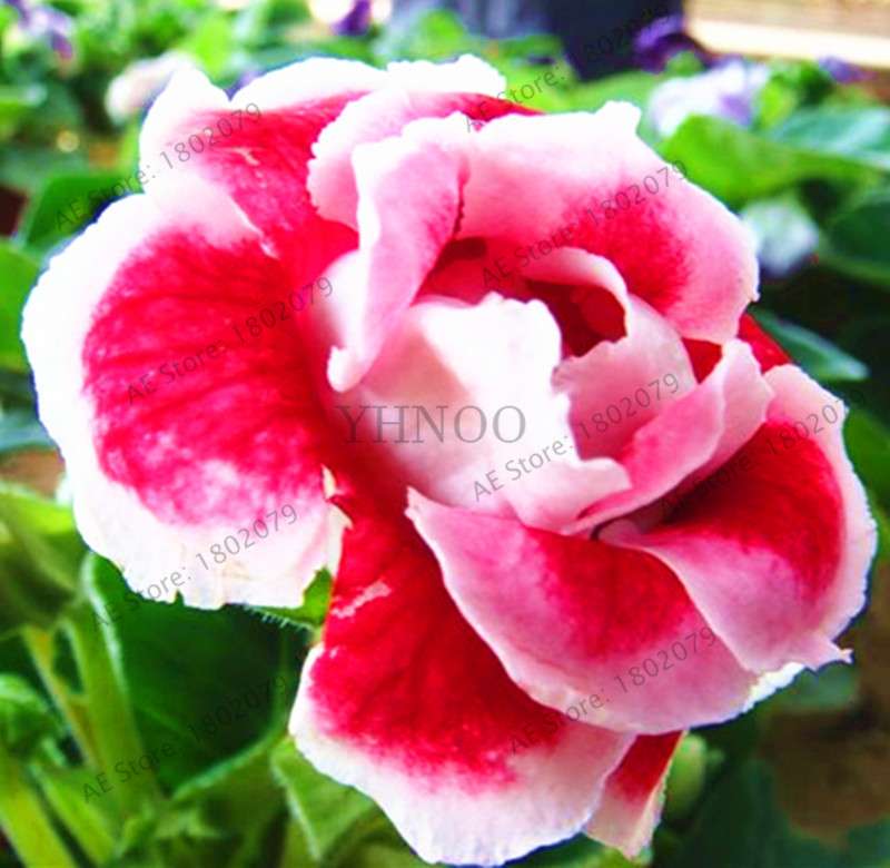 Climbing Gloxinia Seeds - Perennial Sinningia Speciosa Bonsai Flowers for Balcony & Garden Planting
