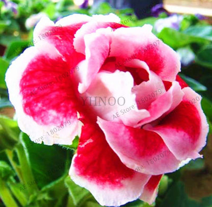 Climbing Gloxinia Seeds - Perennial Sinningia Speciosa Bonsai Flowers for Balcony & Garden Planting