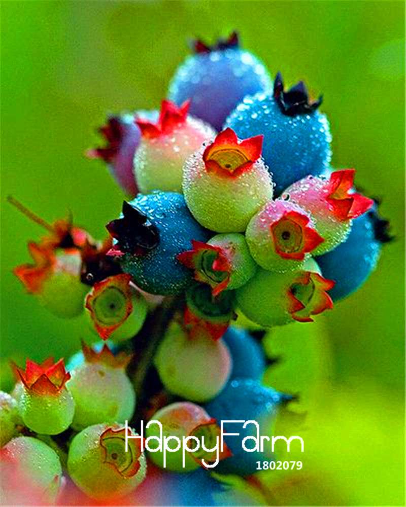 Blueberry Seeds for Planting - Colorful Pink & Blue Fruit, DIY Potted Bonsai Tree Kit - Non-GMO Home Garden