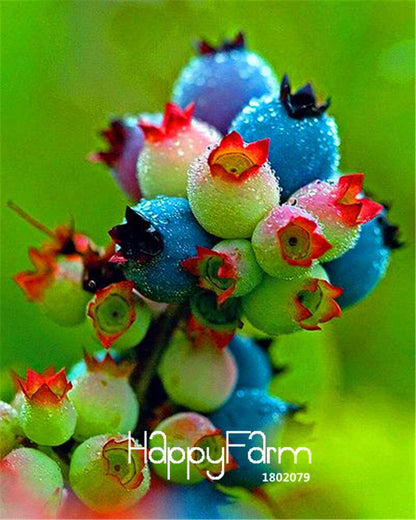 Blueberry Seeds for Planting - Colorful Pink & Blue Fruit, DIY Potted Bonsai Tree Kit - Non-GMO Home Garden