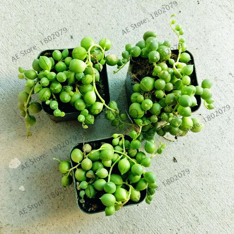 String of Pearls Plant Seeds - Senecio Rowleyanus Succulent Seeds for Home Garden, Bonsai & Air Purifying