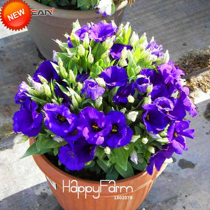 7 Color Lisianthus Seeds - Perennial Flowering Plants for Pots, Gardens | Eustoma Seeds