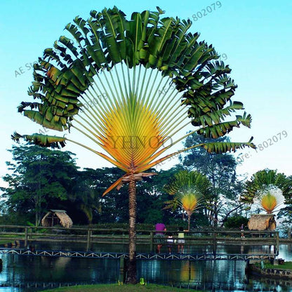 Ravenala Madagascariensis Seeds - Exotic Travelers Palm for Tropical Gardens | Fast US Shipping