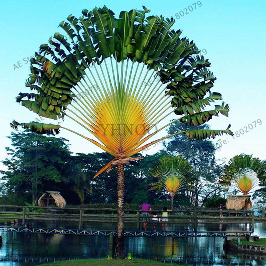 Ravenala Madagascariensis Seeds - Exotic Travelers Palm for Tropical Gardens | Fast US Shipping