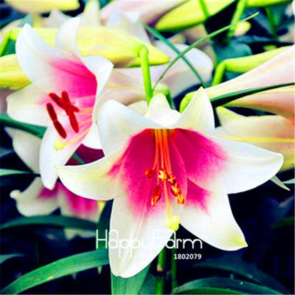 Lily Flower Seeds - Easy to Grow Bonsai Plants for Home & Garden | Fast Blooming