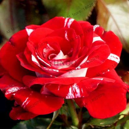 Rare Candy Stripe Rose Seeds - Mixed Color Bonsai Flower Seeds for Home Garden (Black, Blue)