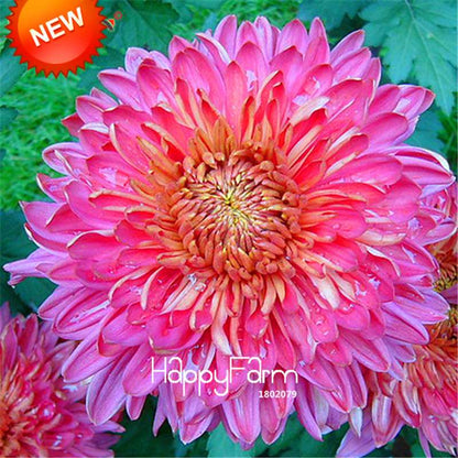 Orange Chrysanthemum Fireworks Flower Seeds - Bonsai Balcony Garden, Fast Shipping USA