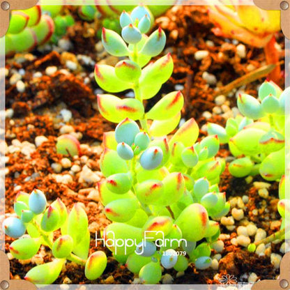 Rare Succulents Seeds - 99 Varieties, Lithops & Bonsai Plants for Office & Home