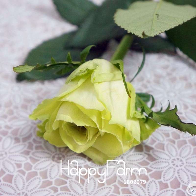 Golden Rose Seeds - Strong Fragrant Chinese Green Rose for Garden
