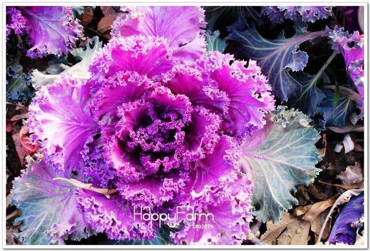 Rare Cabbage Flower Seeds for Garden - Decorative Home Planting, Non-GMO, Fast Shipping