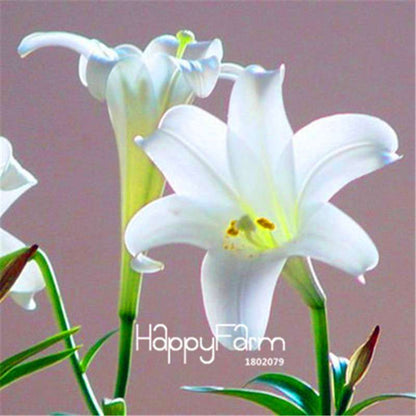 Lily Flower Seeds - Easy to Grow Bonsai Plants for Home & Garden | Fast Blooming