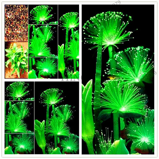 Fluorescent Emerald Aquarium Grass Seeds - Vibrant Water Plant Decor for Fish Tanks | Fast-Growing & Easy Care