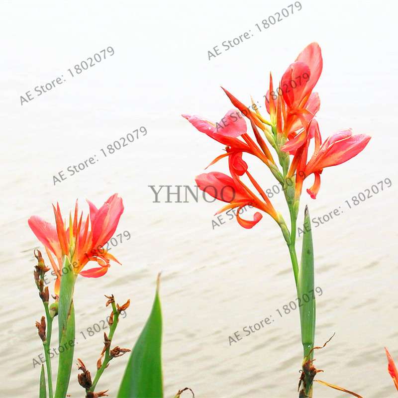 Mixed Color Canna Seeds for DIY Potted Plants | 95% Germination Rate | Indoor/Outdoor Gardening