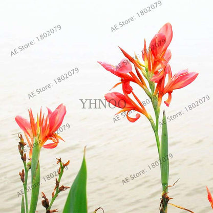 Mixed Color Canna Seeds for DIY Potted Plants | 95% Germination Rate | Indoor/Outdoor Gardening