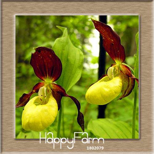 18 Color Orchid Seeds - Cypripedium & Paphiopedilum Bonsai Flower Seeds, Exotic Home Garden Planting
