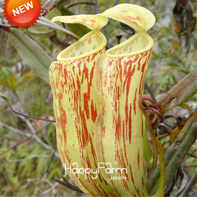 Carnivorous Nepenthes Seeds - Mosquito Eating Plant for Bonsai & Garden - Rare Insectivorous Variety