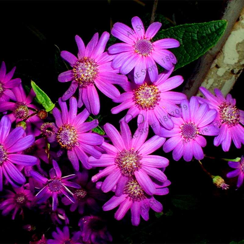 Cineraria Flower Seeds - 23 Colorful Bonsai Varieties for Home & Garden DIY Planting