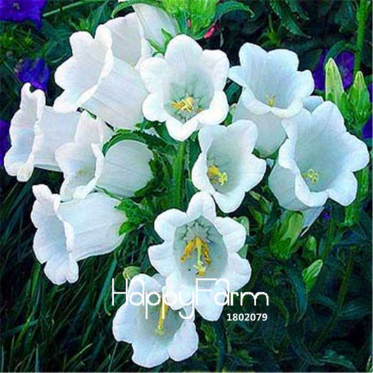White Campanula Flower Seeds - Easy to Grow, Fast Blooming Potted Plants for Home & Garden