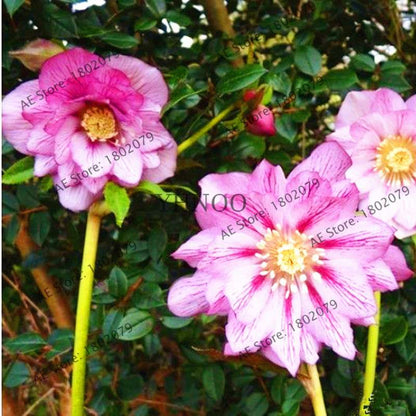 Christmas Rose Seeds (Helleborus Niger) - for Home, Courtyard & Bonsai Planting | Novelty Plant Gift