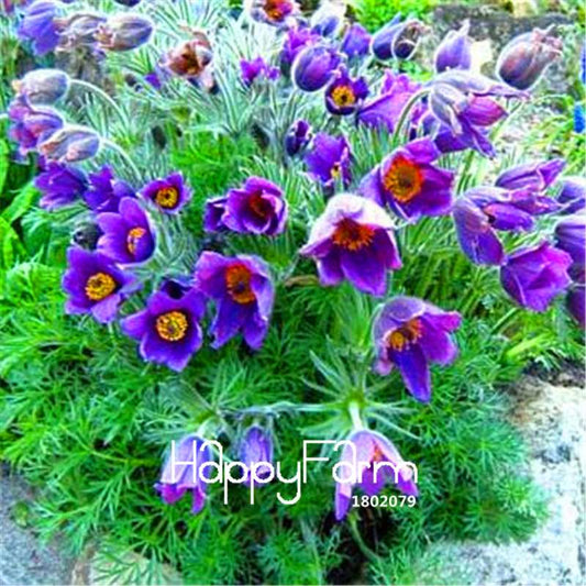 Rare Violet Pasque Flower Seeds - Stunning Color for Home Garden & DIY Planting