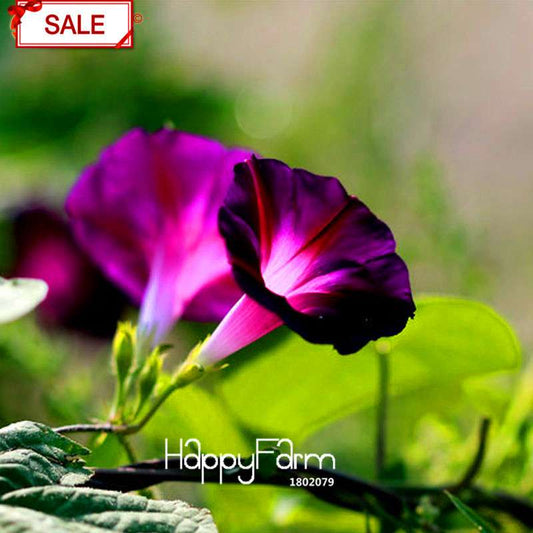Types Ipomoea Nil Seeds - Chinese Morning Glory Flowers, Fast US Shipping