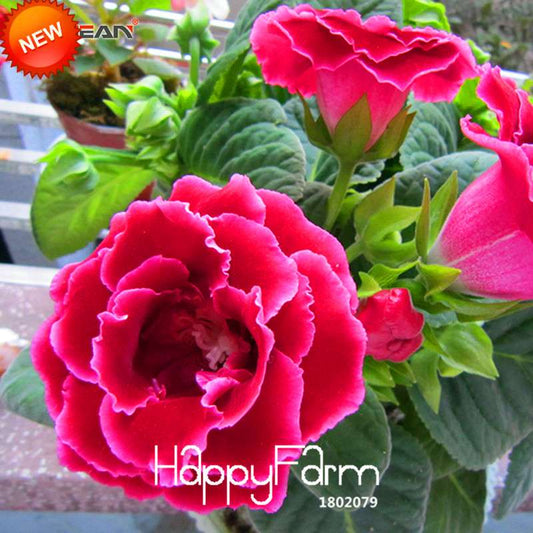 Red Gloxinia Seeds - Perennial Sinningia Speciosa for Bonsai, Balcony & Home Garden - Easy-Grow Flowers