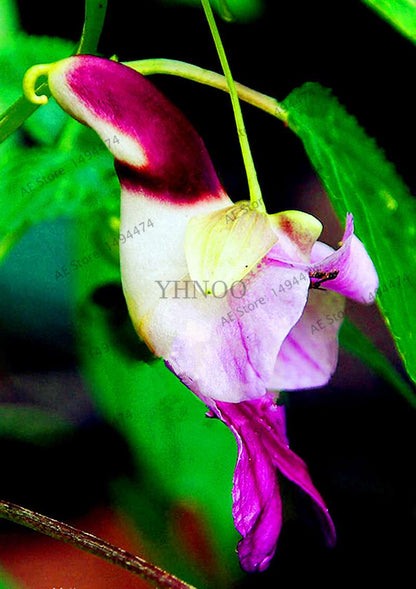 Rare Japanese Colorful Parrot Orchid Seeds - Exotic High-Grade Bonsai & Blooming Plants for Sale