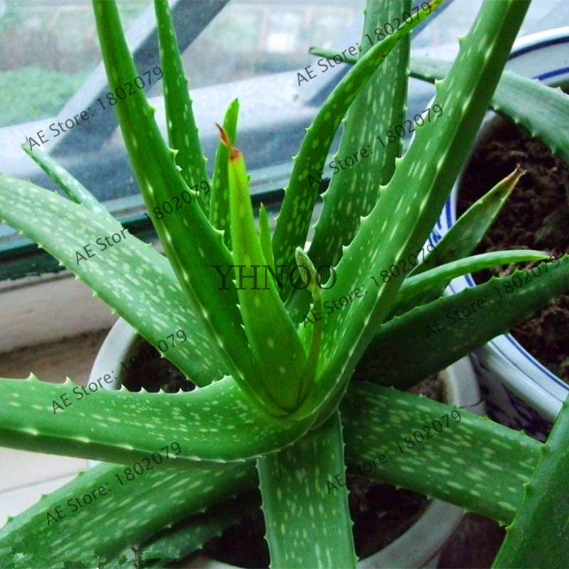 Succulent Seeds Kit - Aloe Vera, Edible Beauty Plants, Bonsai & Perennial Flowers for Home Garden