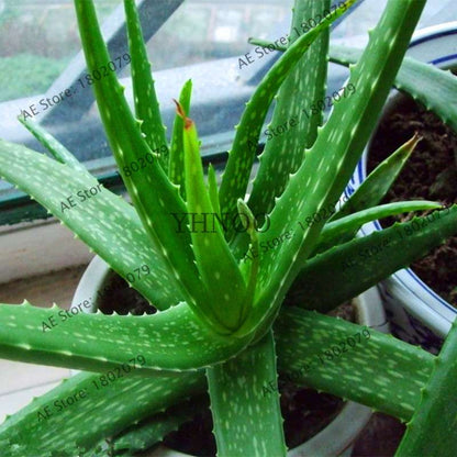 Succulent Seeds Kit - Aloe Vera, Edible Beauty Plants, Bonsai & Perennial Flowers for Home Garden