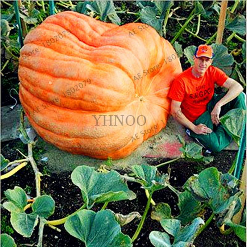 Giant Pumpkin Seeds for Planting - Jumbo US Variety, Home Garden Vegetable Seeds, Fast Growth