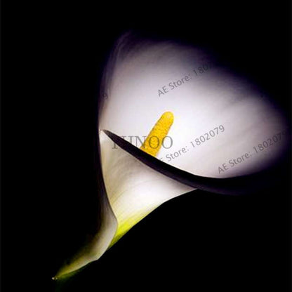 Calla Lily Seeds - Rare Perennial Bonsai Plant for Home, Garden & Wedding Bouquets | Gift Flowers